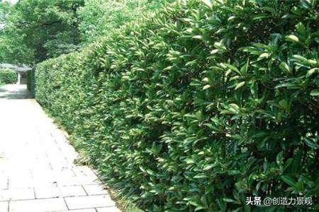 种可以做围墙的植物（让你的院子优雅又美观）"