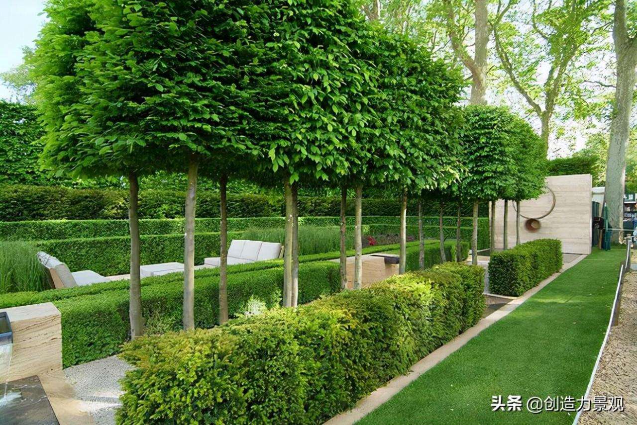 种可以做围墙的植物（让你的院子优雅又美观）"