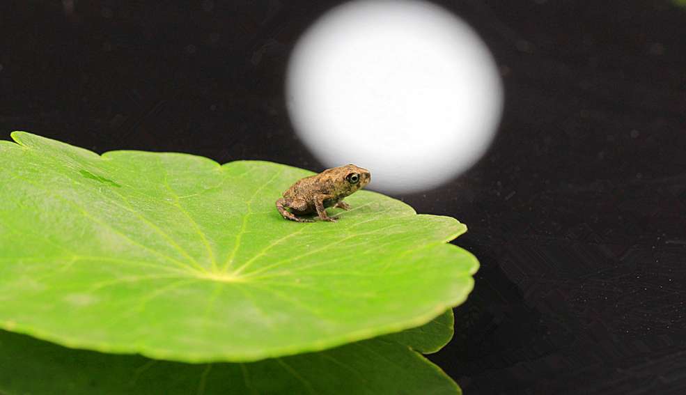 夏夜蛙鸣图片