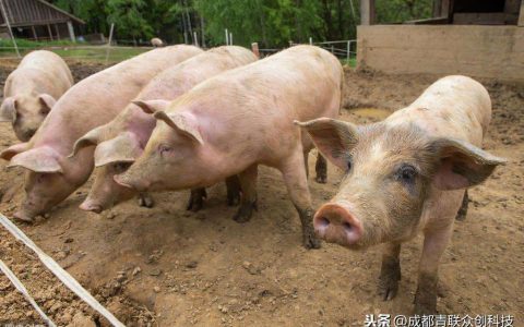 养猪粪便四种基本处理方法（很多养殖基地都达不到要求）
